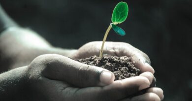 hands, macro, plant